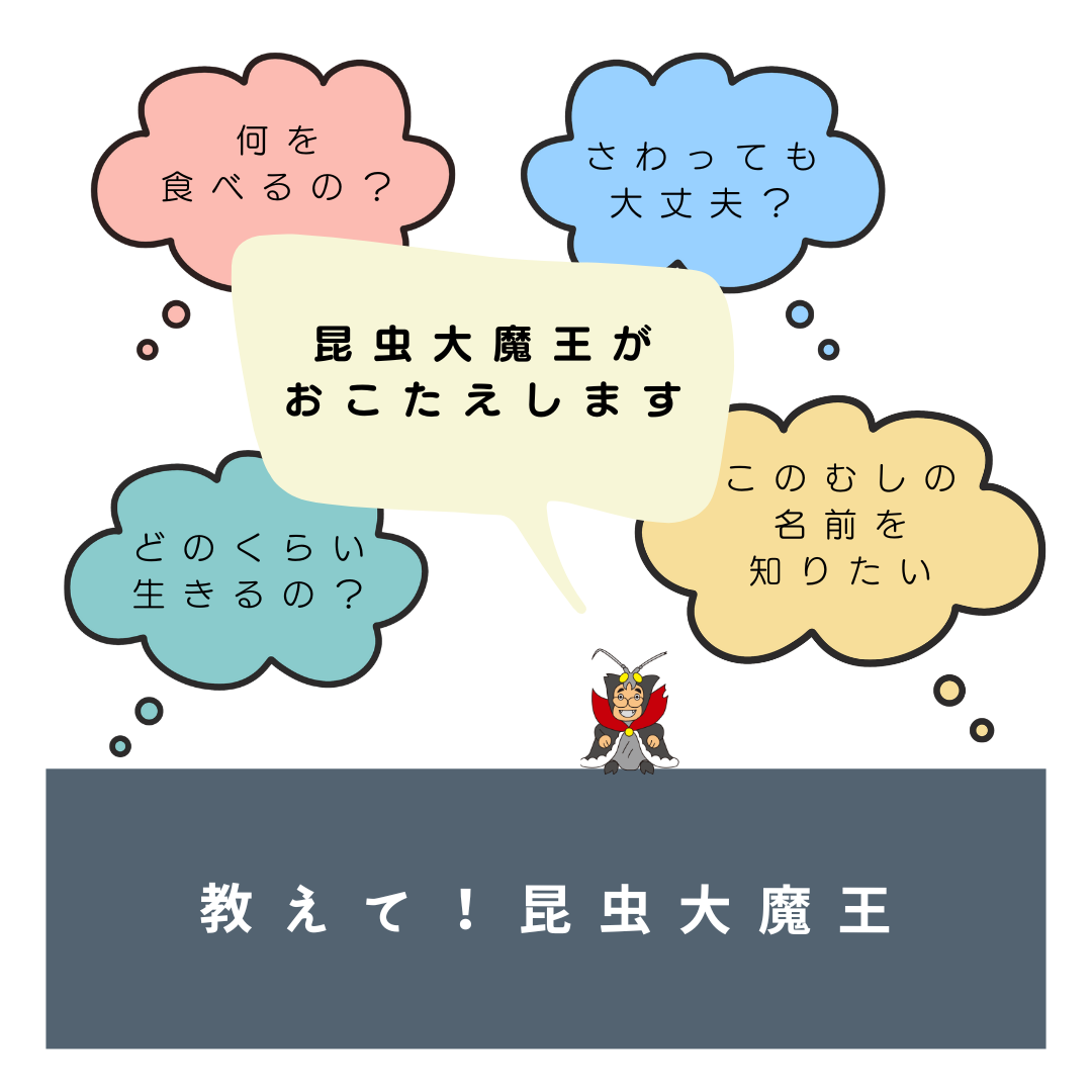 昆虫大魔王への質問箱